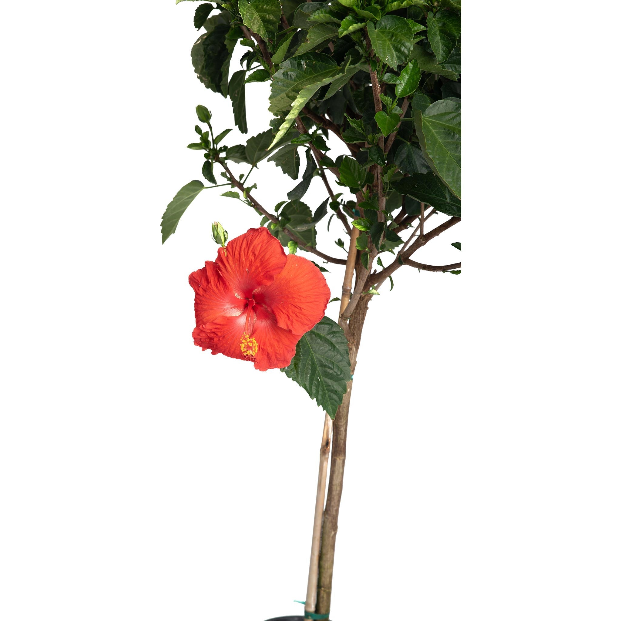 Hibiscus Tree