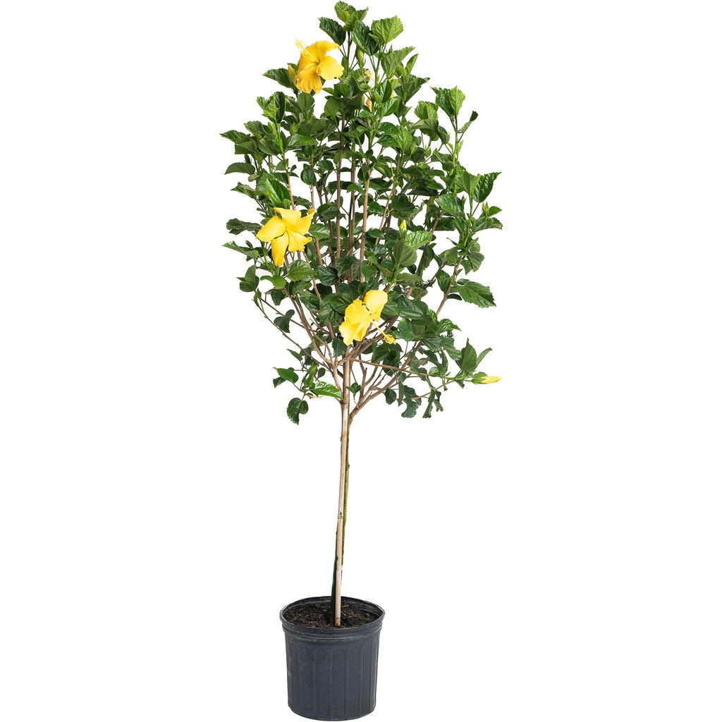 Hibiscus Tree