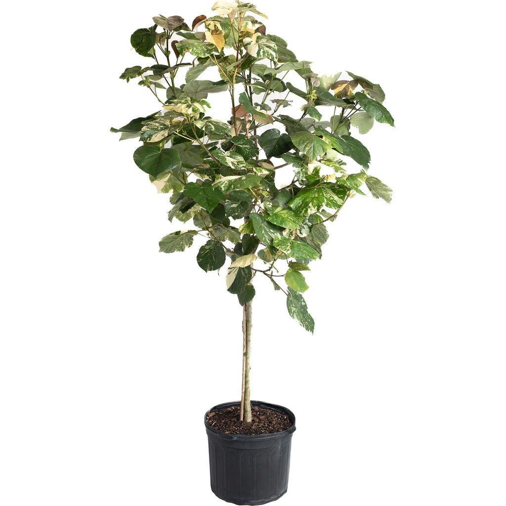 Variegated Hibiscus Tiliaceus