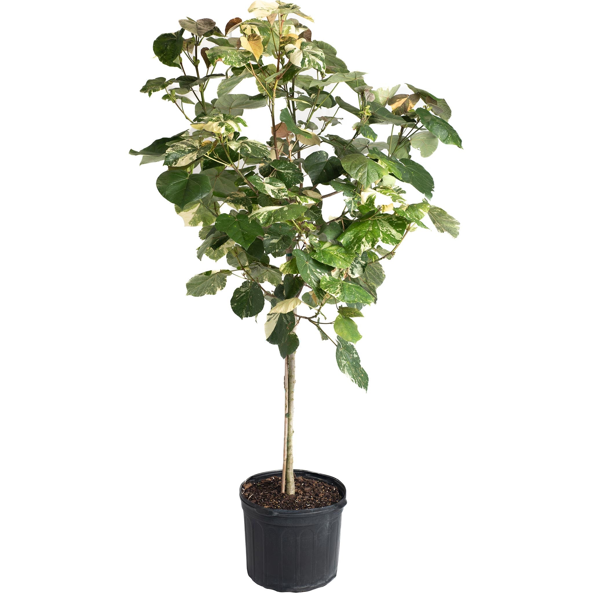 Variegated Hibiscus Tiliaceus