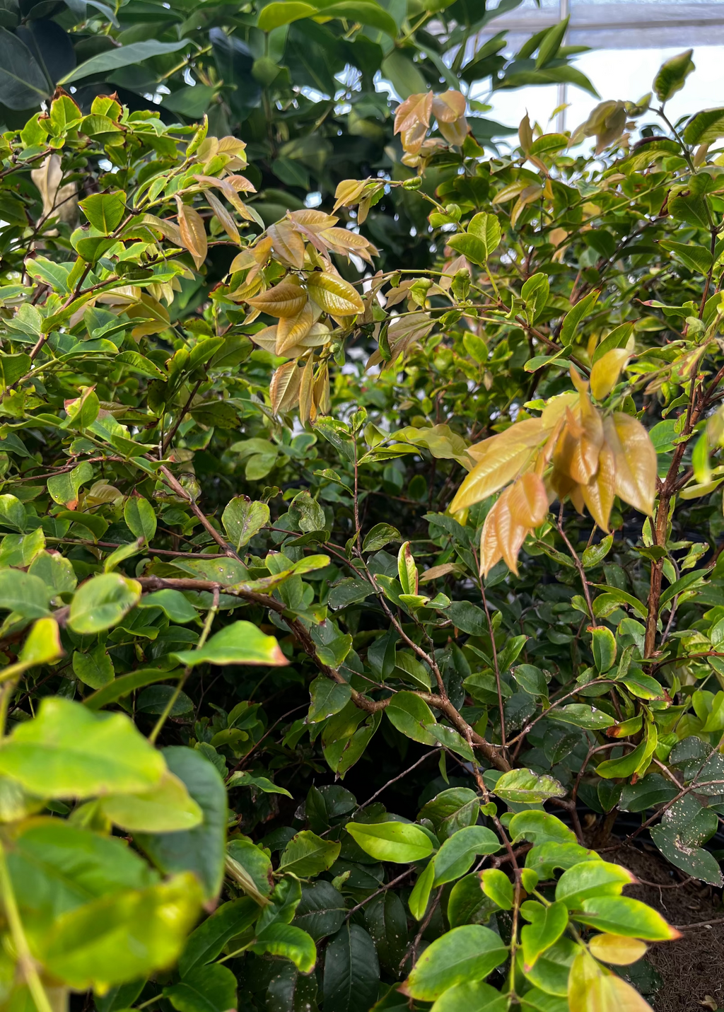 Jaboticaba, Red (Myrciaria Plinia cauliflora x aureana)