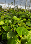 Mulberry 'Pakistan' (Morus macroura)