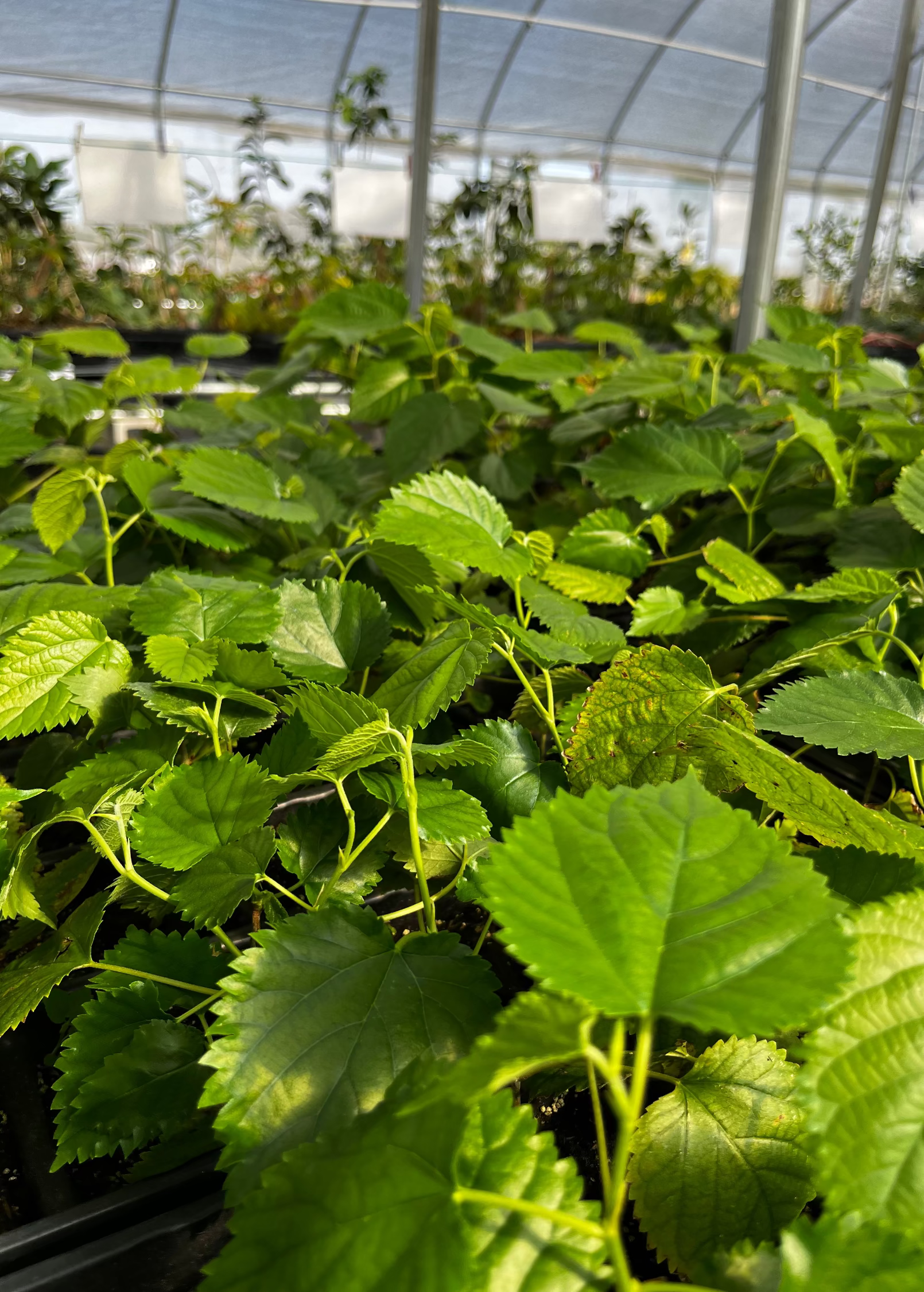 Mulberry 'Pakistan' (Morus macroura)