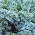 KALE Seeds, Vates Blue Curled