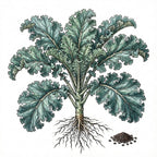KALE Seeds, Vates Blue Curled
