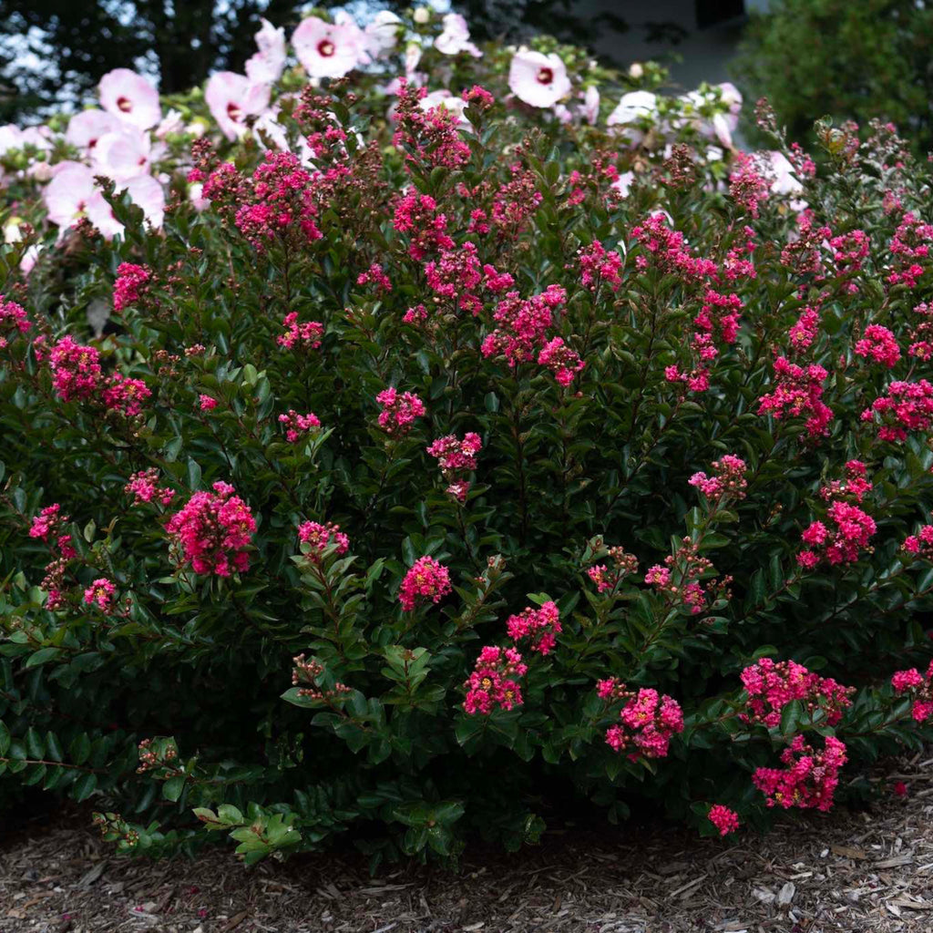 Bellini® Strawberry Crape Myrtle