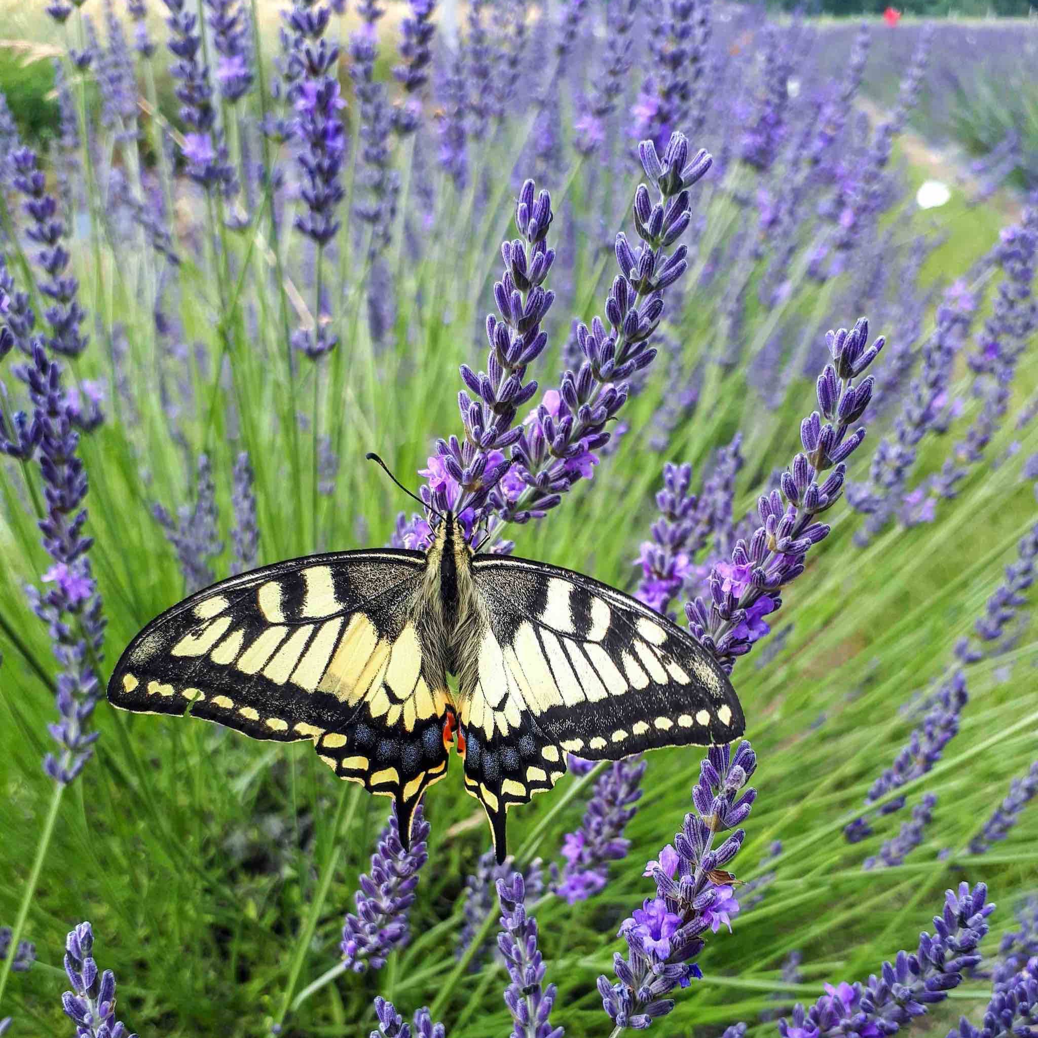 Phenomenal™ Lavender Plant