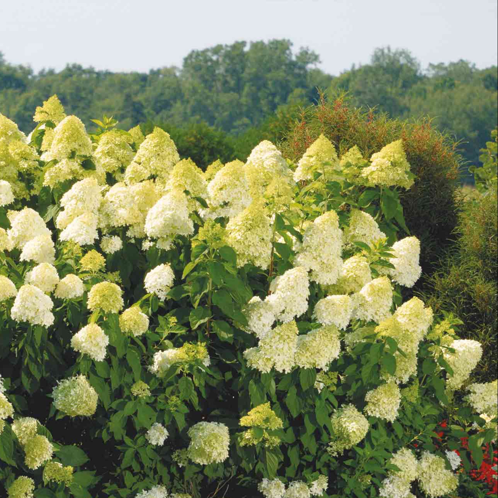 Limelight Hydrangea Tree