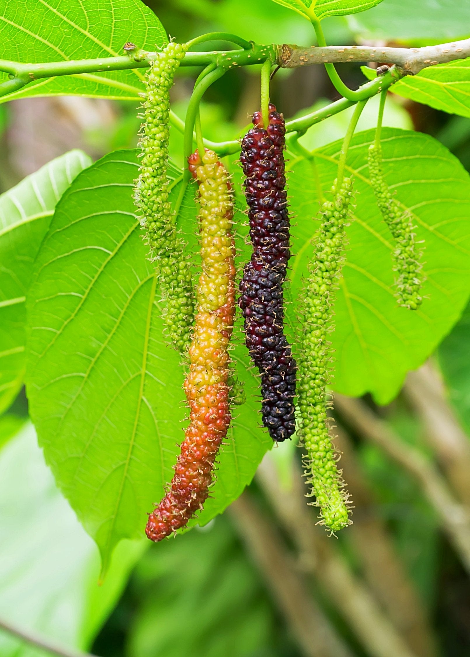 Mulberry 'Pakistan' (Morus macroura)