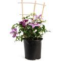 Dr. Ruppel Clematis