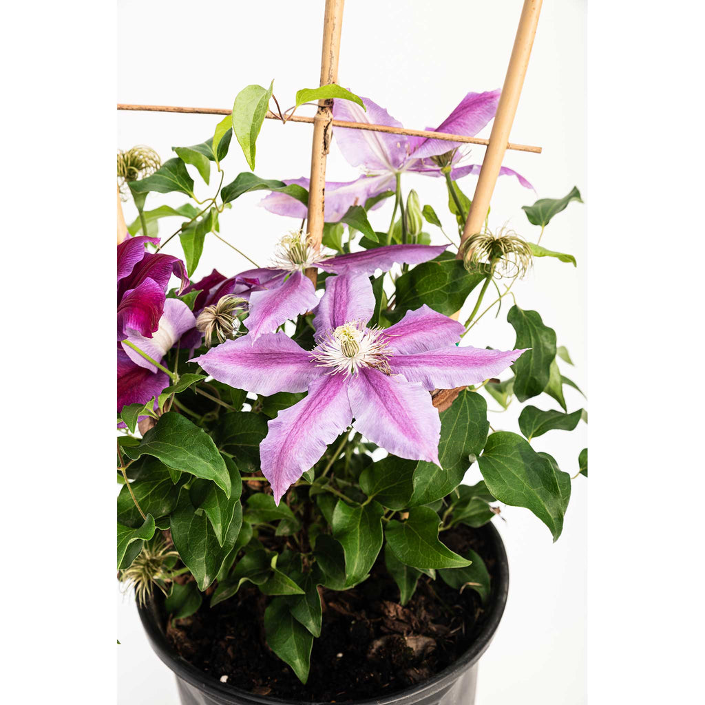 Dr. Ruppel Clematis