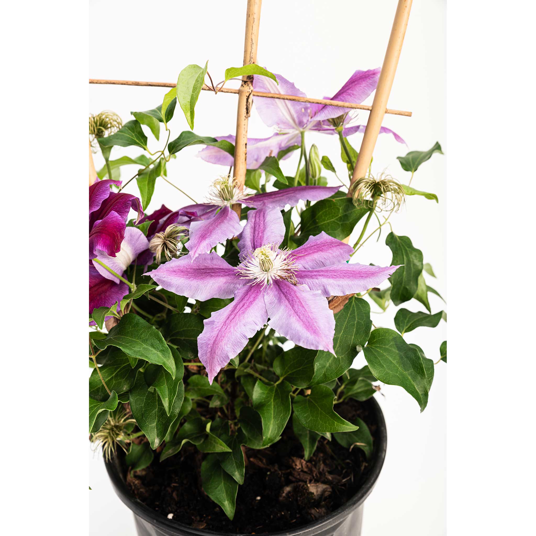 Dr. Ruppel Clematis