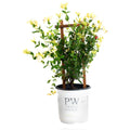 Scentsation Honeysuckle Vine
