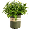 Shortstop™ Shasta Daisy