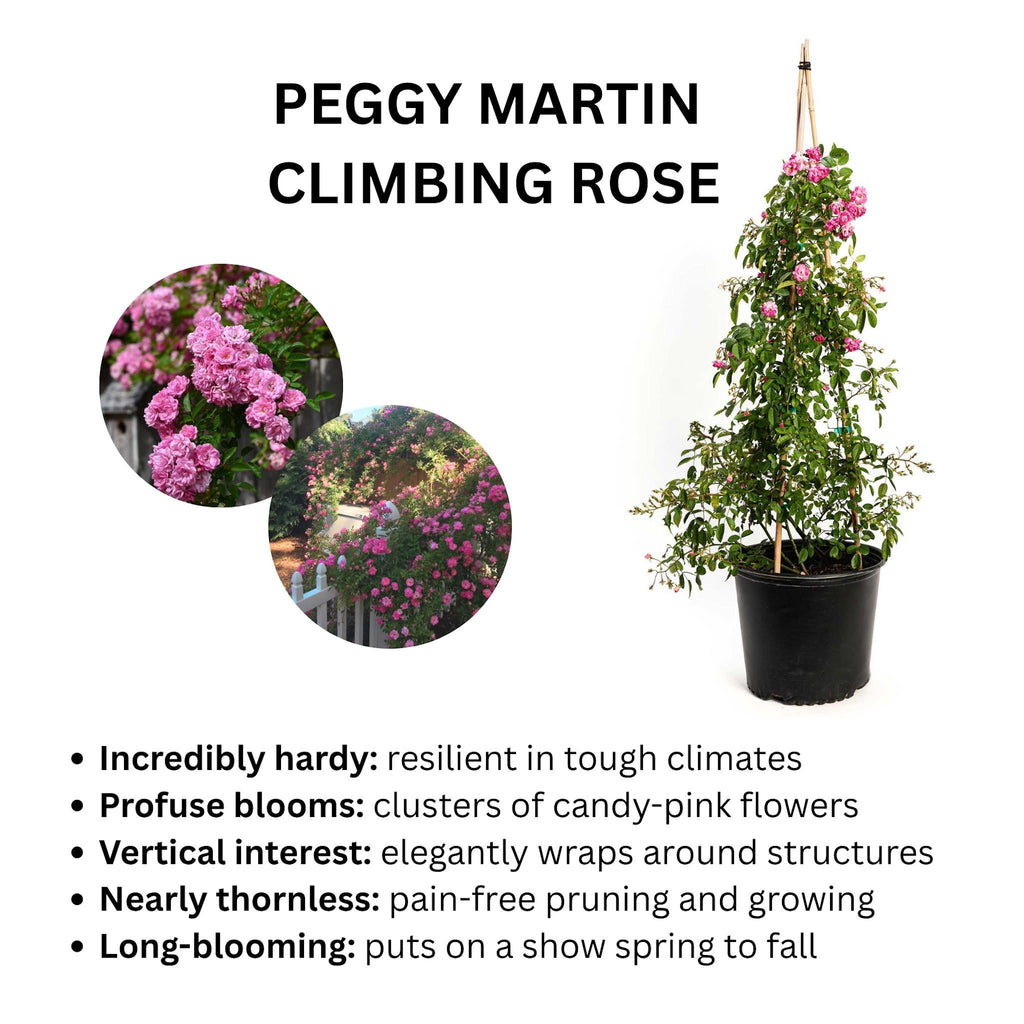 Peggy Martin Climbing Rose