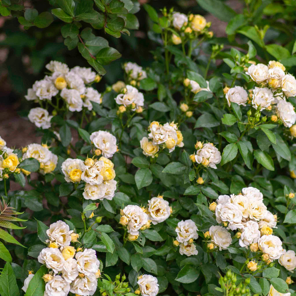 Popcorn Drift® Rose