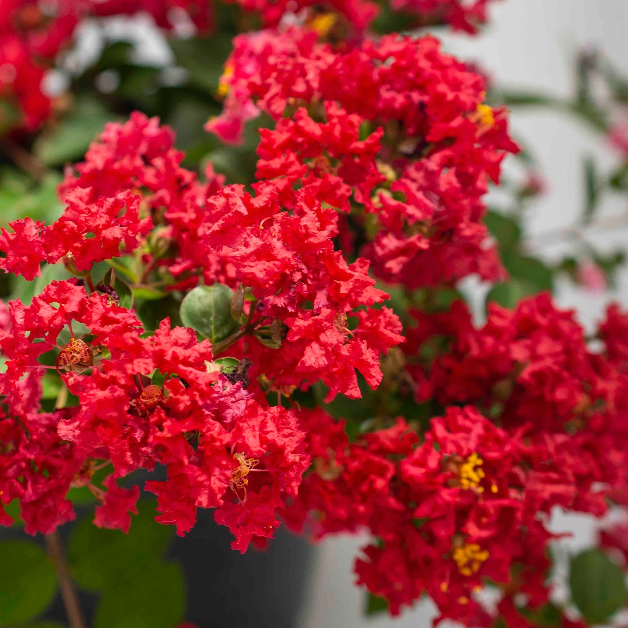 Bellini® Strawberry Crape Myrtle