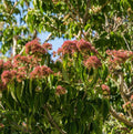 Temple of Bloom® Seven-Son Flower