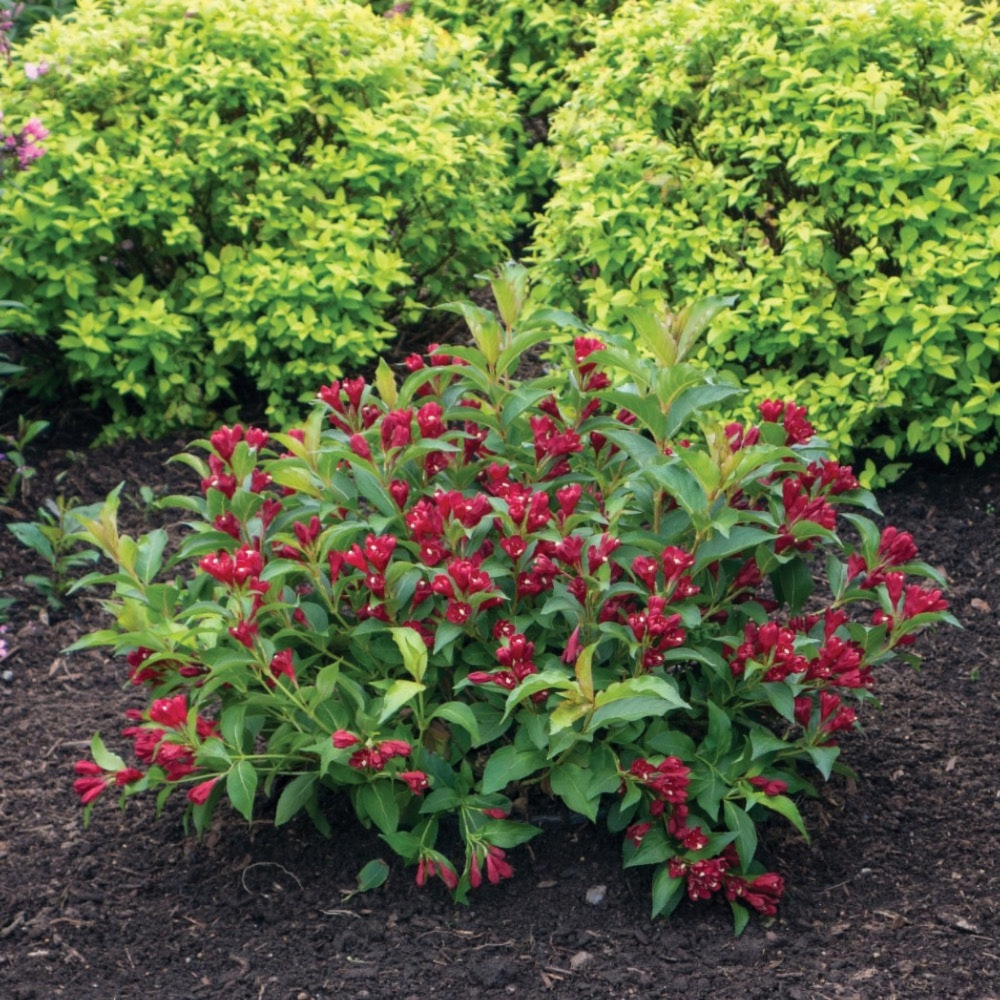 Maroon Swoon® Weigela