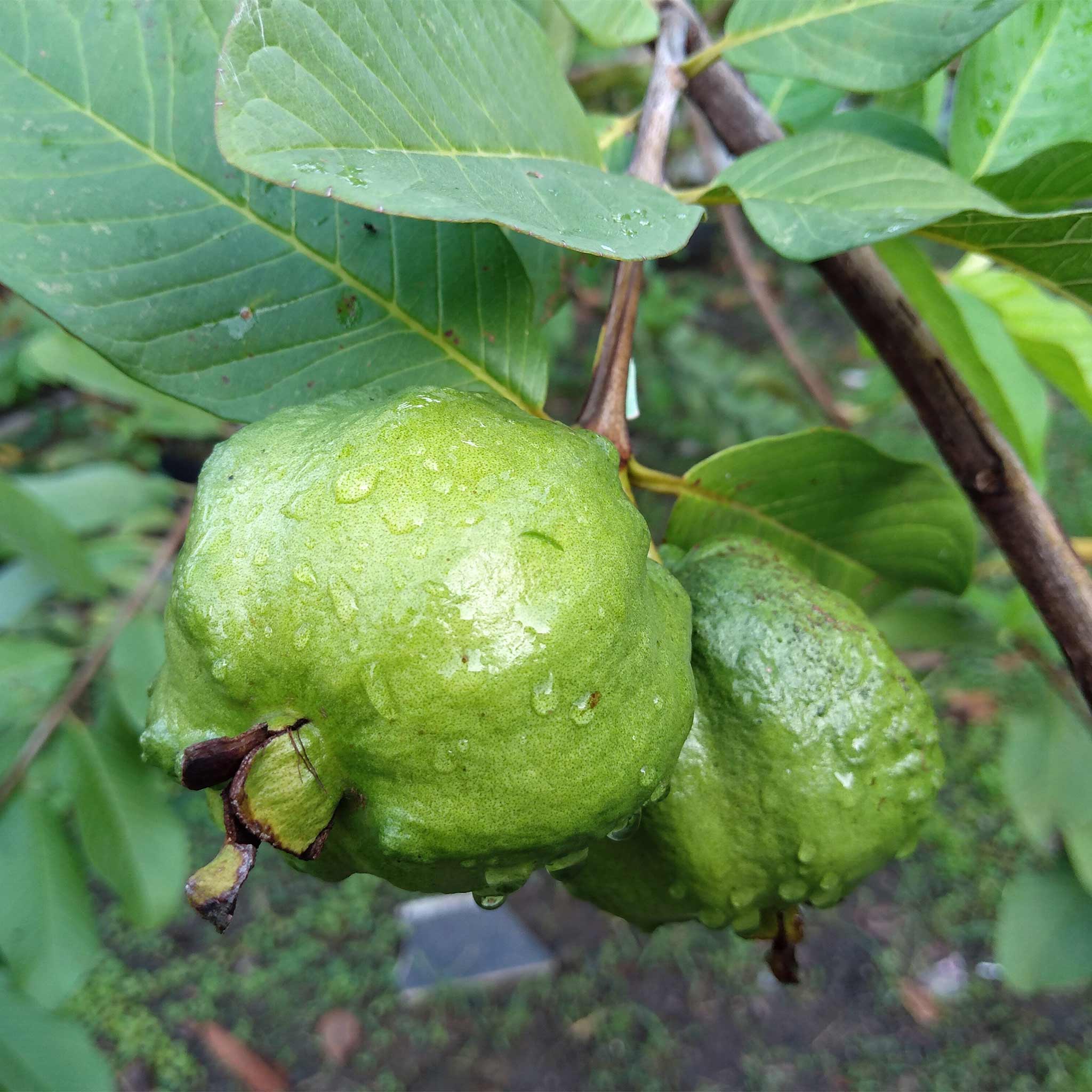 White Guava Tree