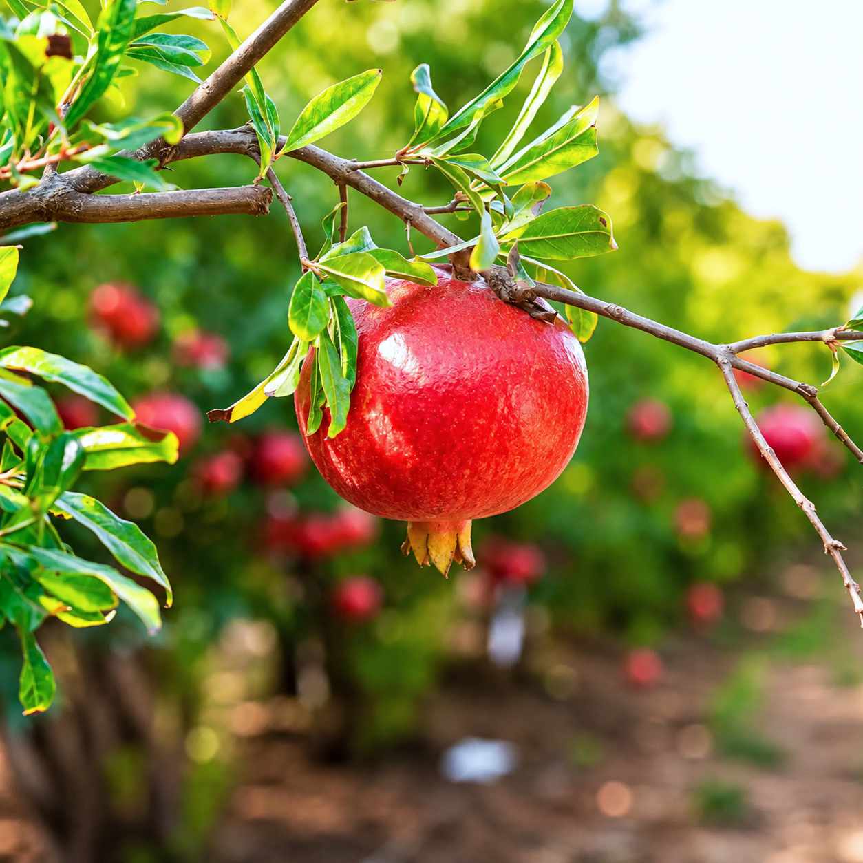 Wonderful Pomegranate Tree