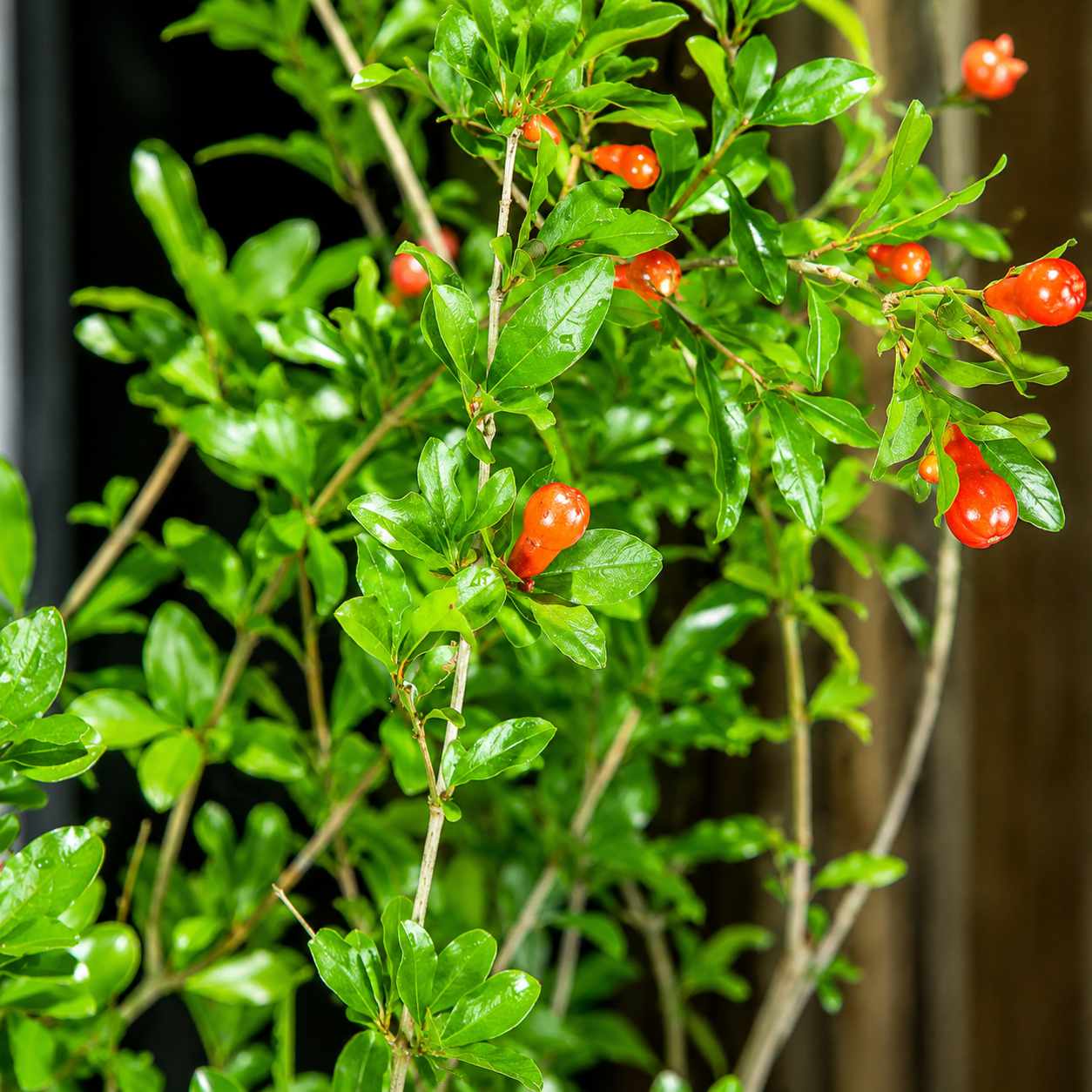 Wonderful Pomegranate Tree