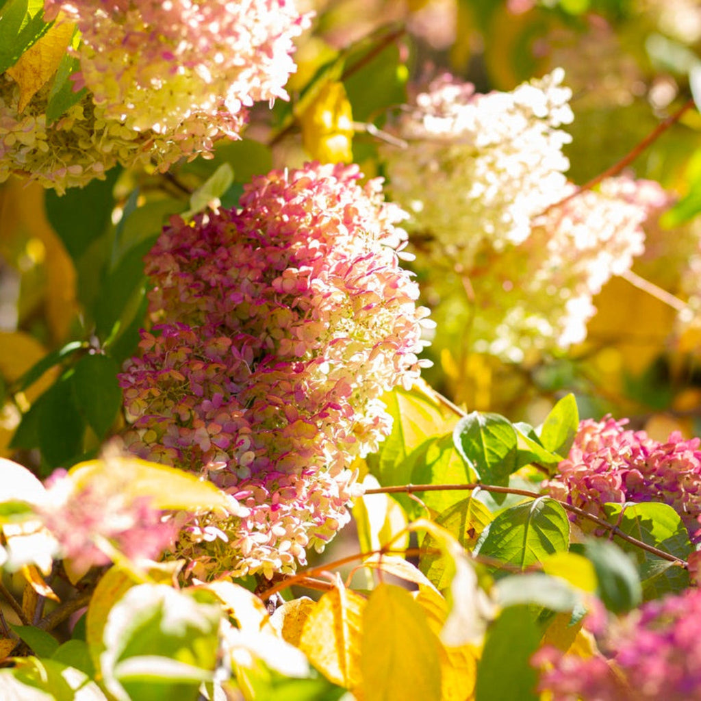 Limelight Hydrangea Tree