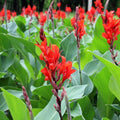 Toucan® Scarlet Canna Lily