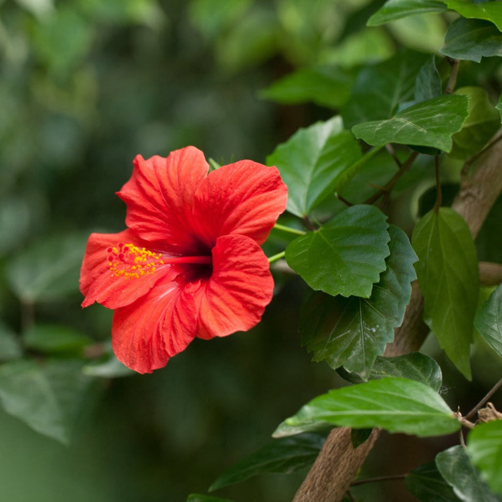 Hibiscus Tree