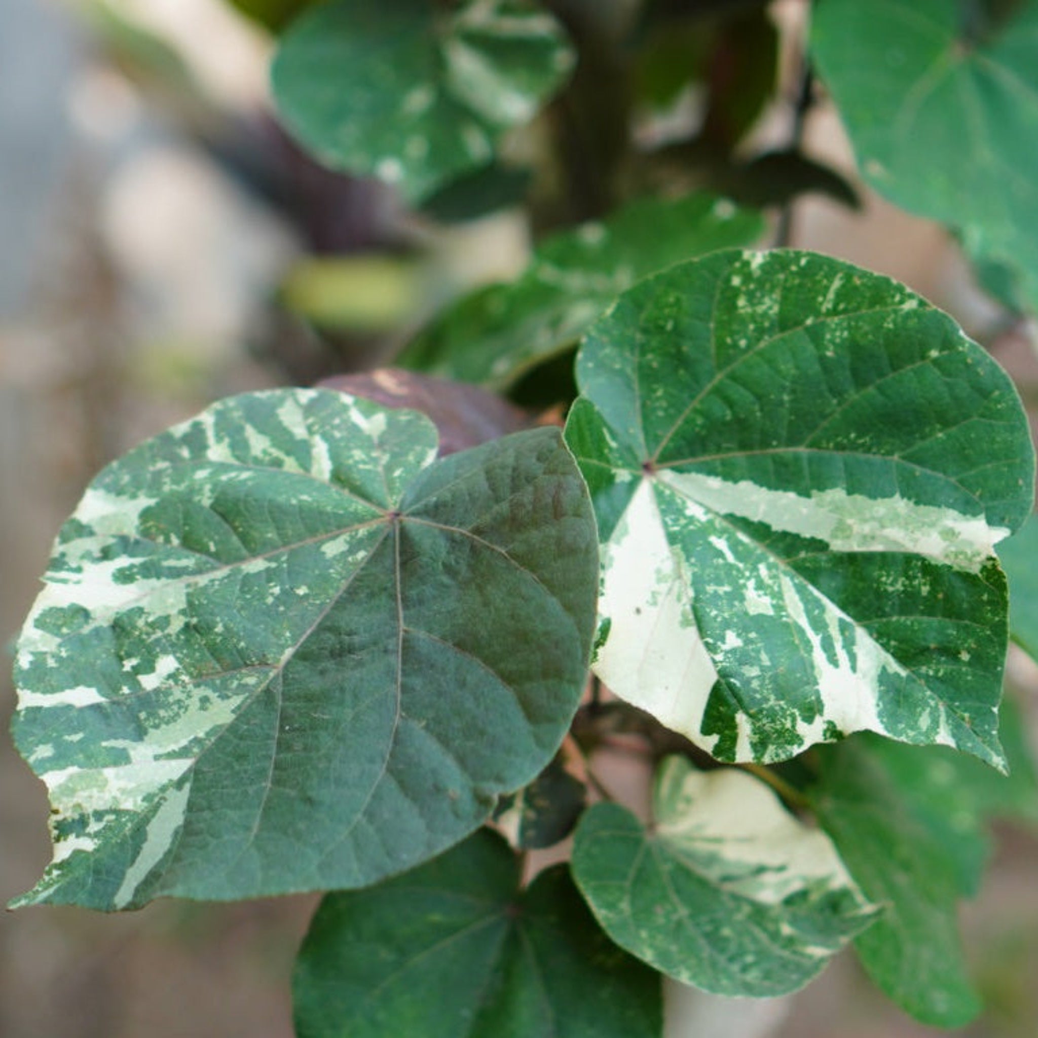 Variegated Hibiscus Tiliaceus
