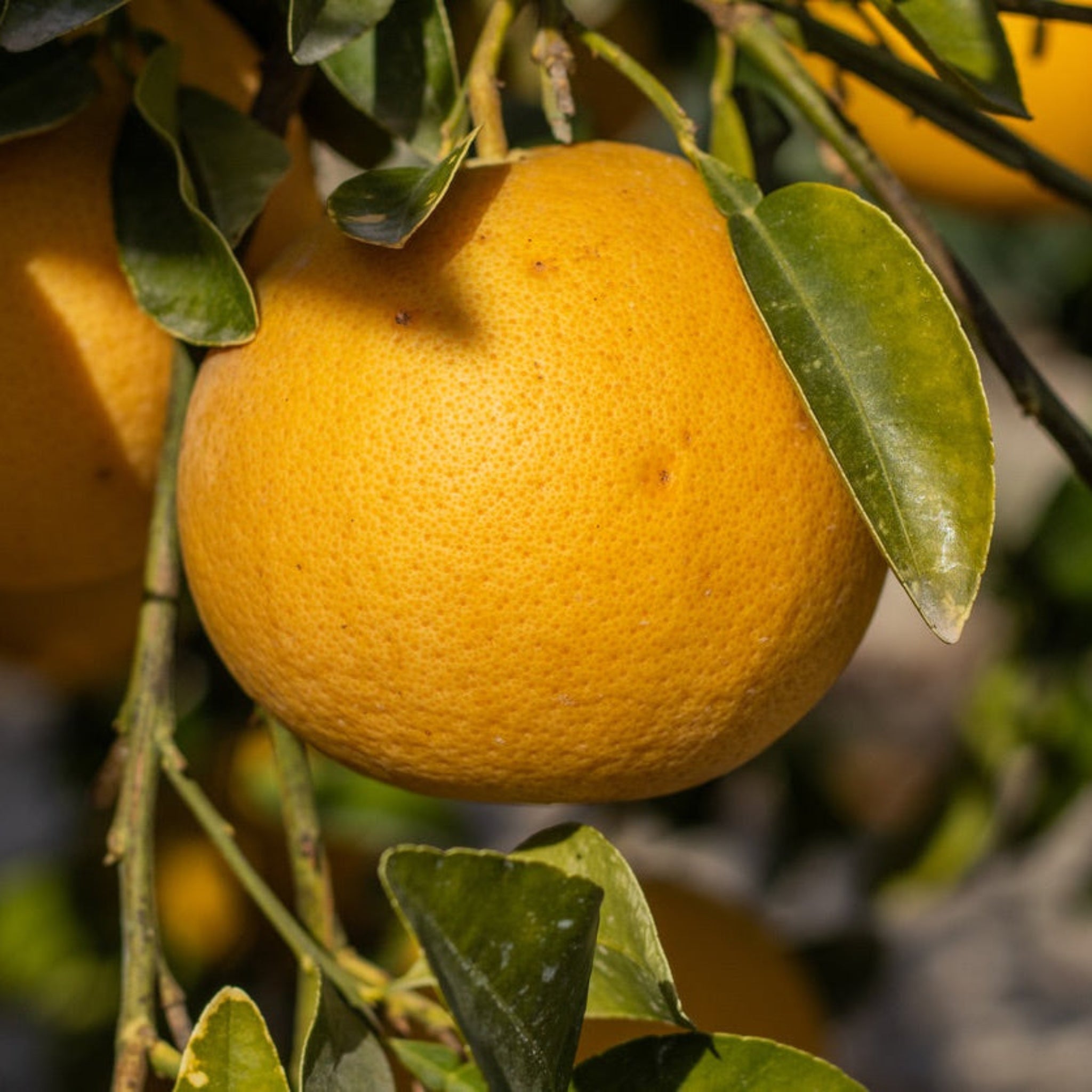 Ray Ruby Grapefruit Tree (FL)