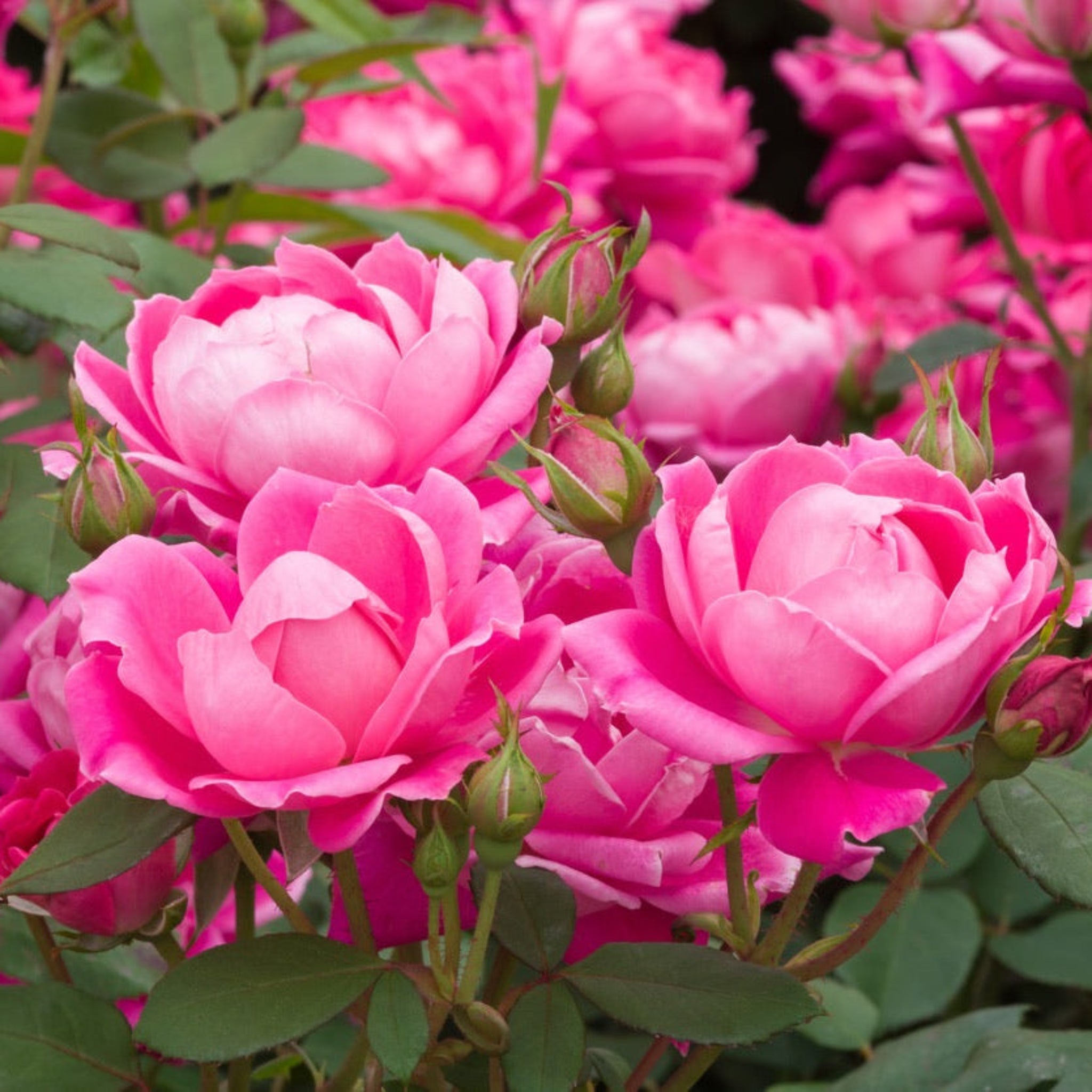 Pink Double Knock Out® Rose