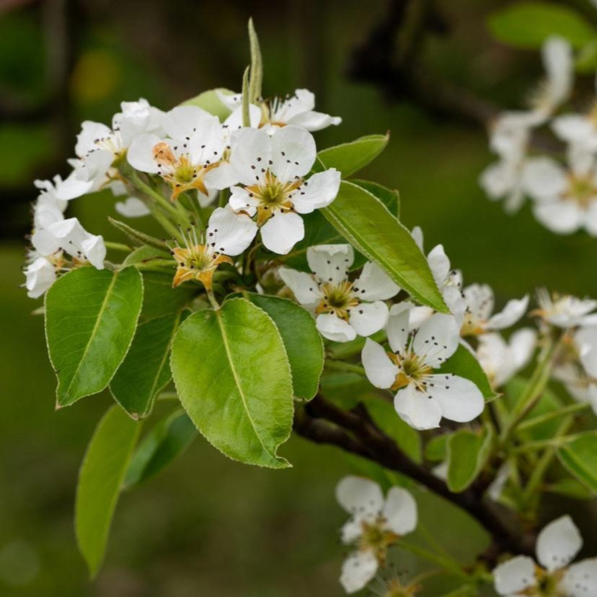 D’Anjou Pear Tree