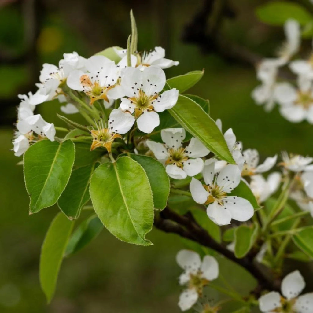 D’Anjou Pear Tree