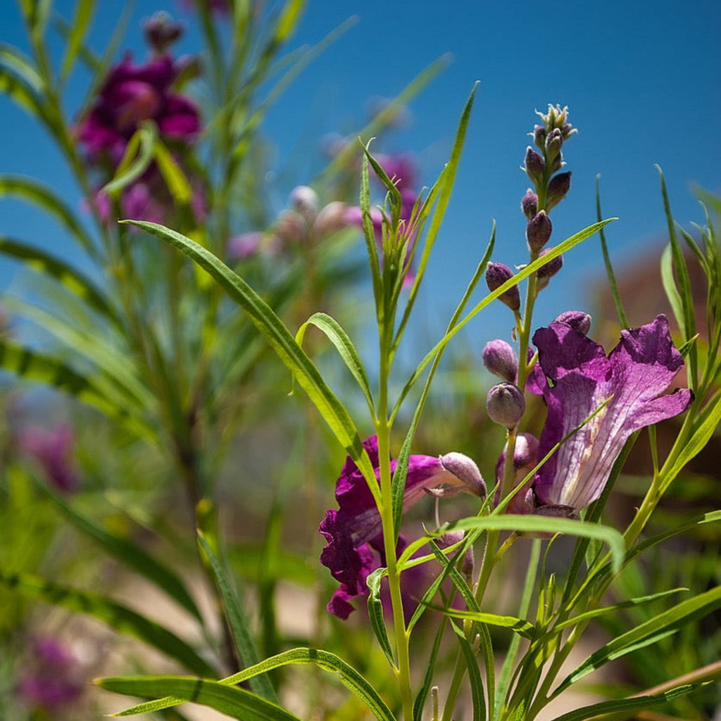 Bubba Jones Desert Willow Tree