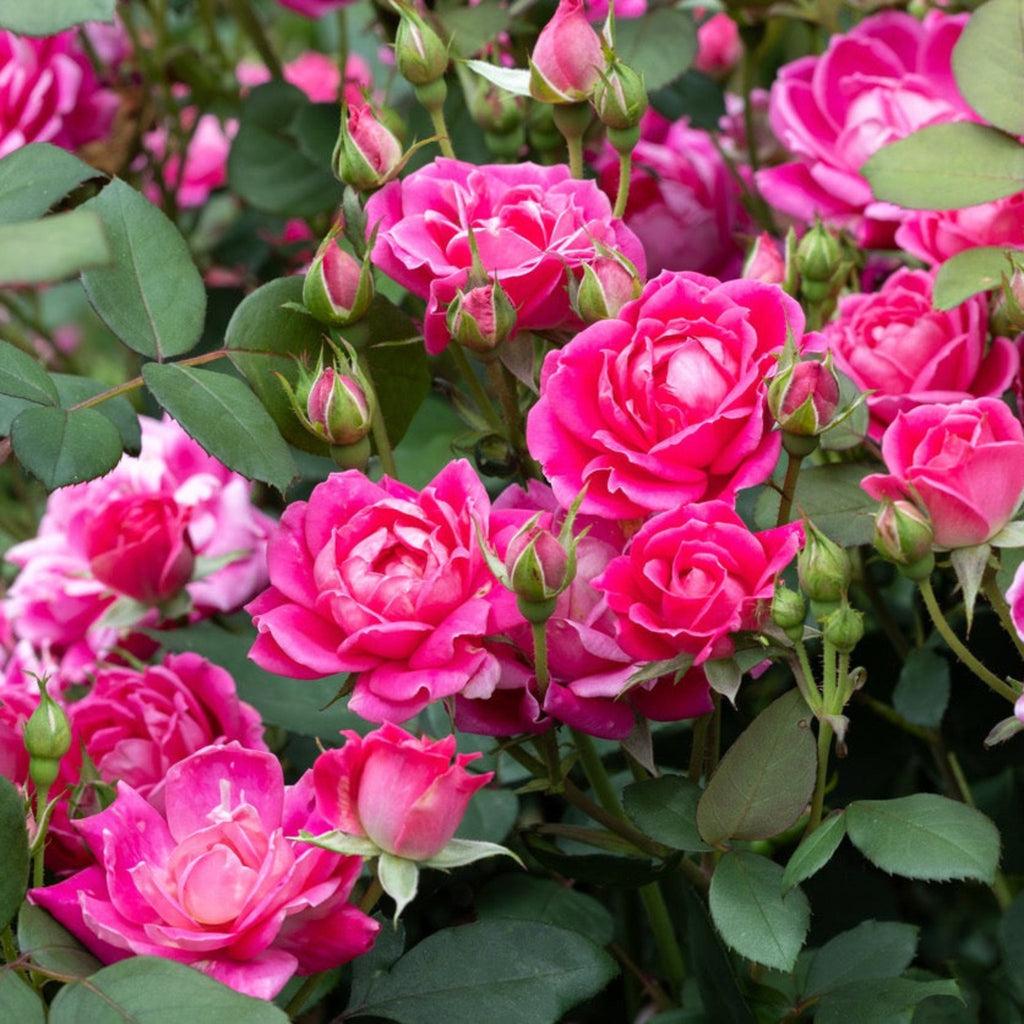 Pink Double Knock Out® Rose