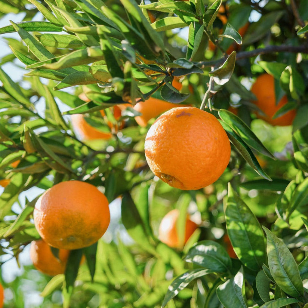 Valencia Orange Tree (FL)