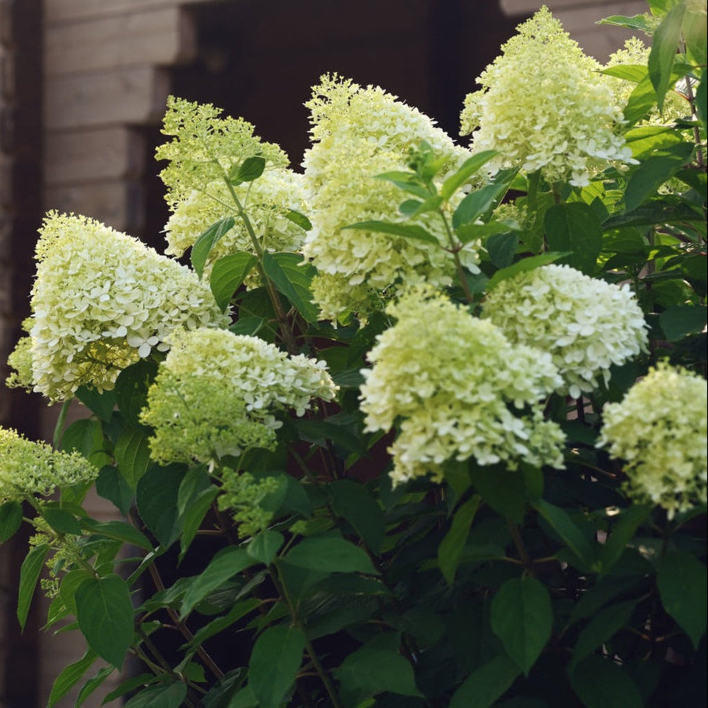 Limelight Hydrangea Tree