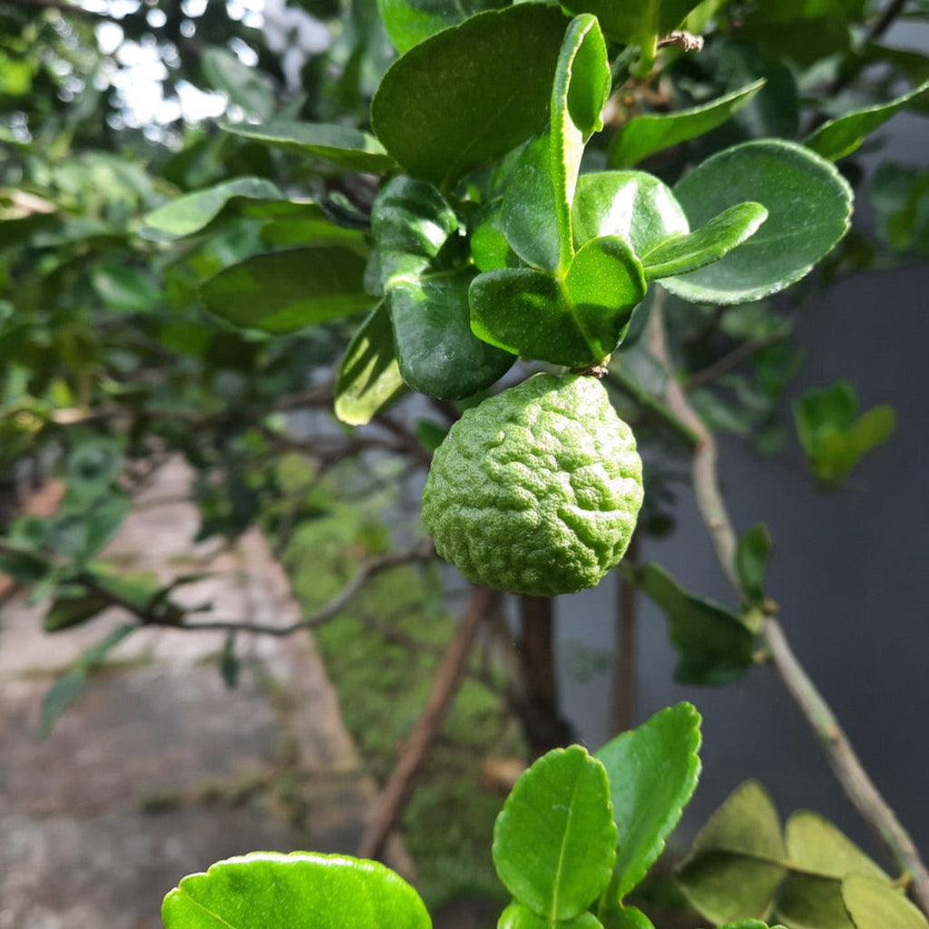 Kaffir Lime Tree