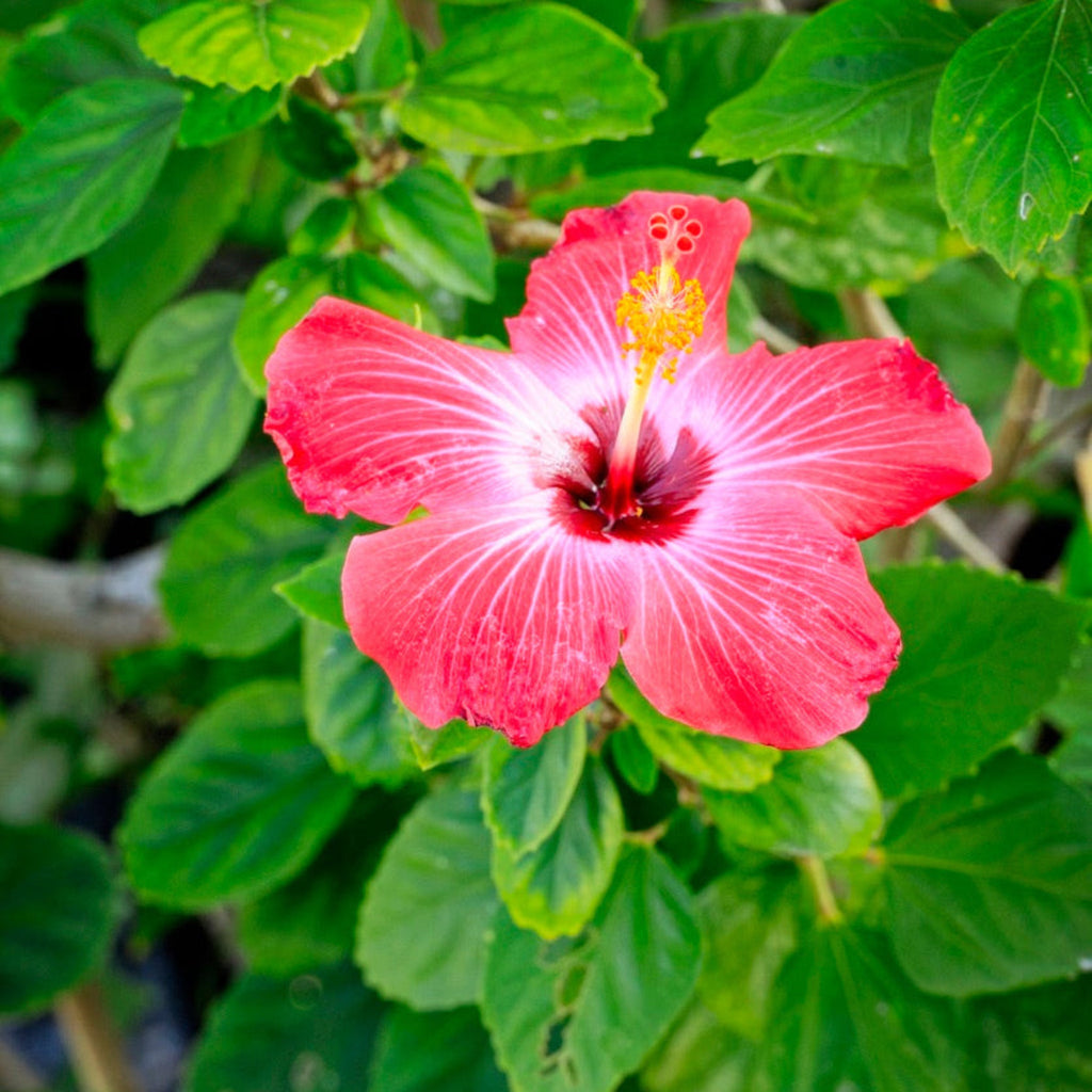 Hibiscus Tree