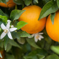Hamlin Orange Tree (FL)