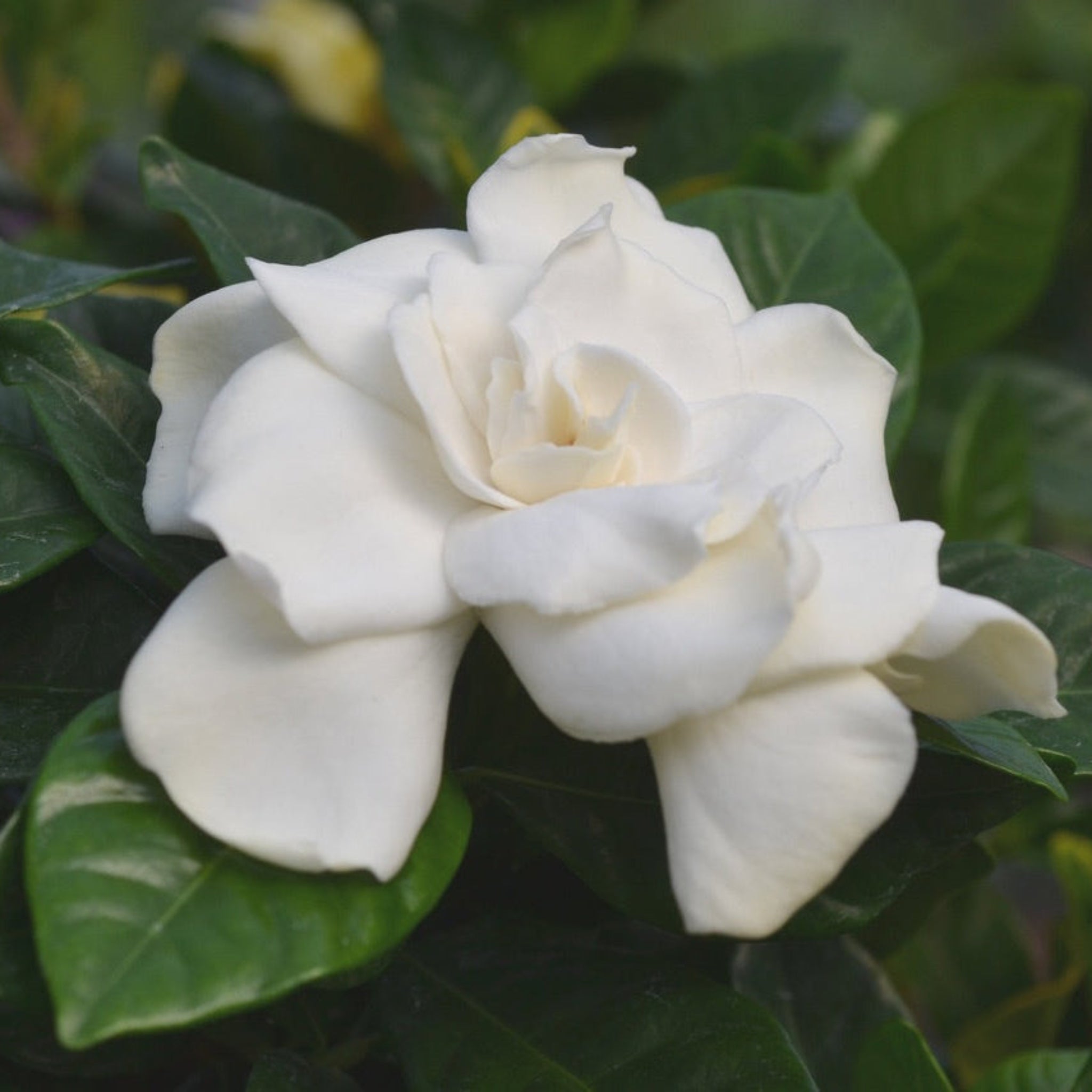 Gardenia Tree