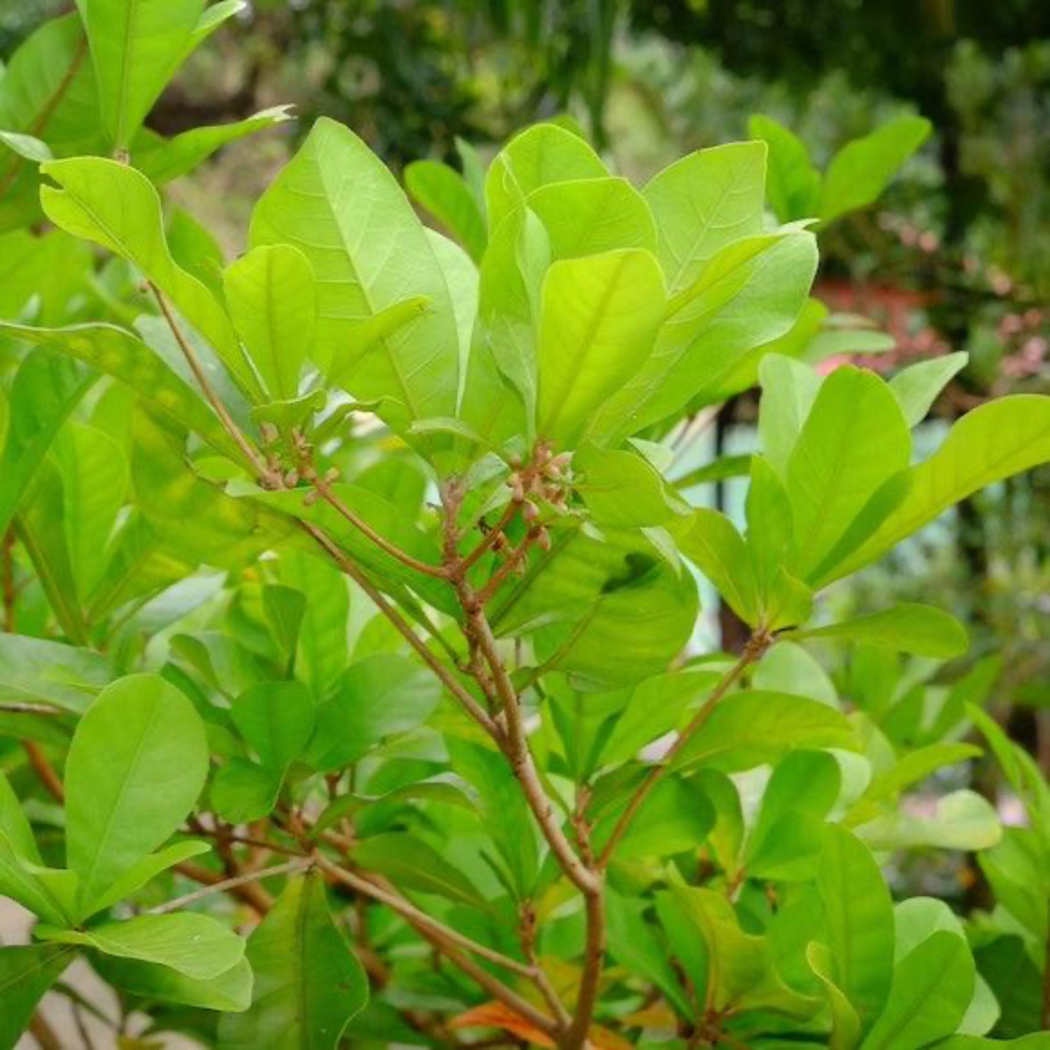 Miracle Fruit