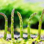 Mary Washington Asparagus – 50 Seeds