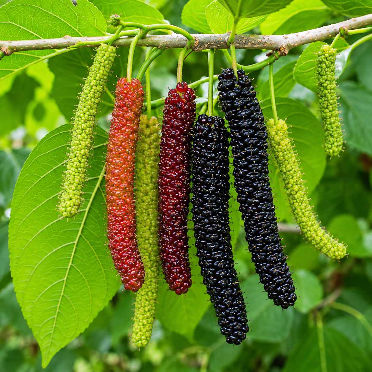 Pakistan Mulberry Tree — Giant 5-Inch Berries You Won't Believe Are Real
