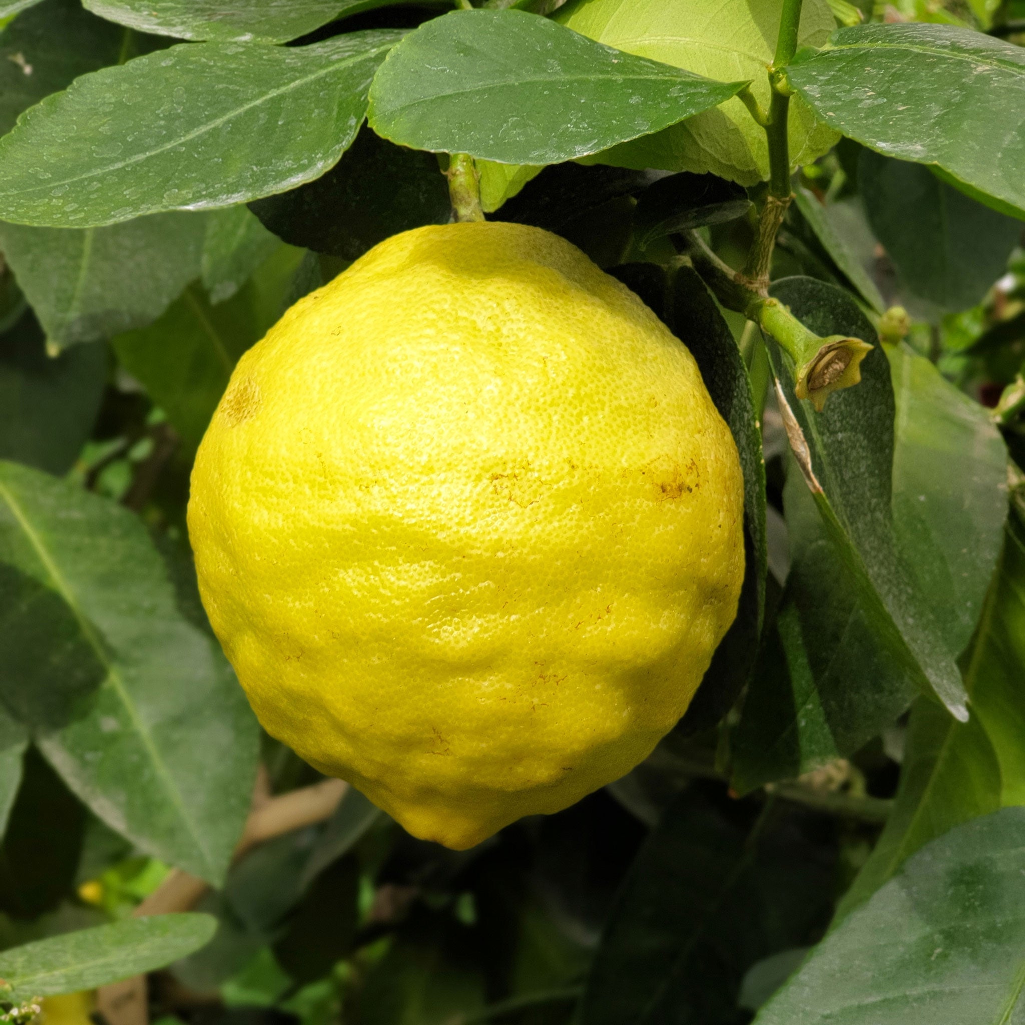 Ponderosa Lemon Tree