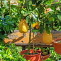 Ponderosa Lemon Tree