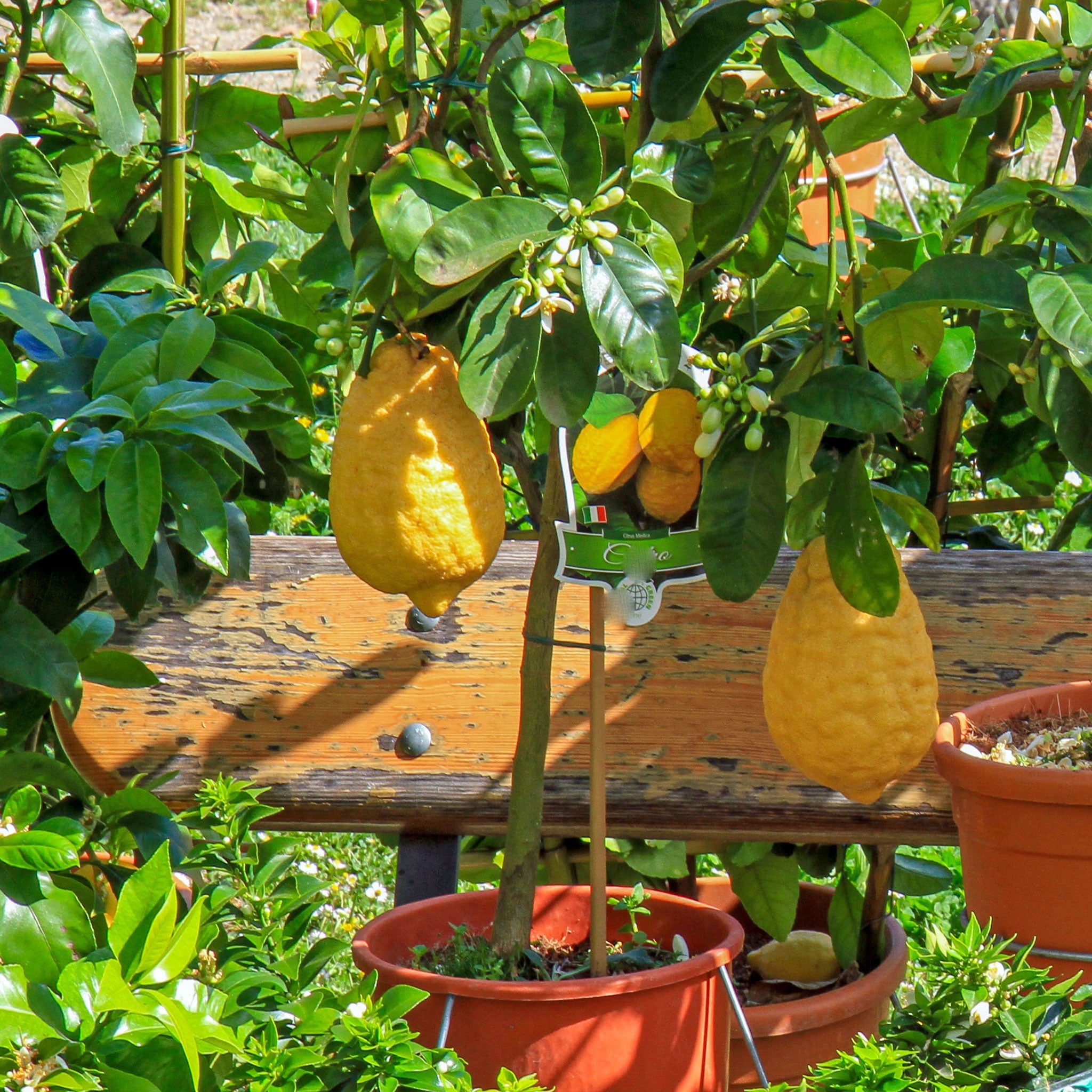 Ponderosa Lemon Tree