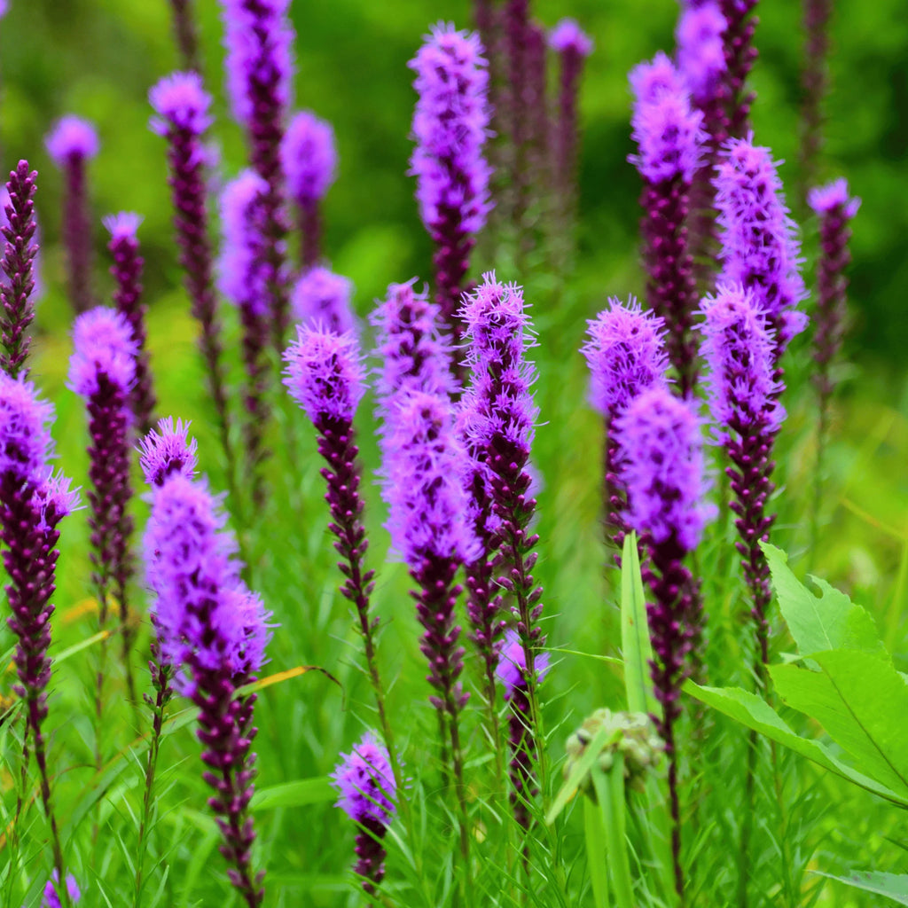 Prairie Blazing Star – 50 Seeds