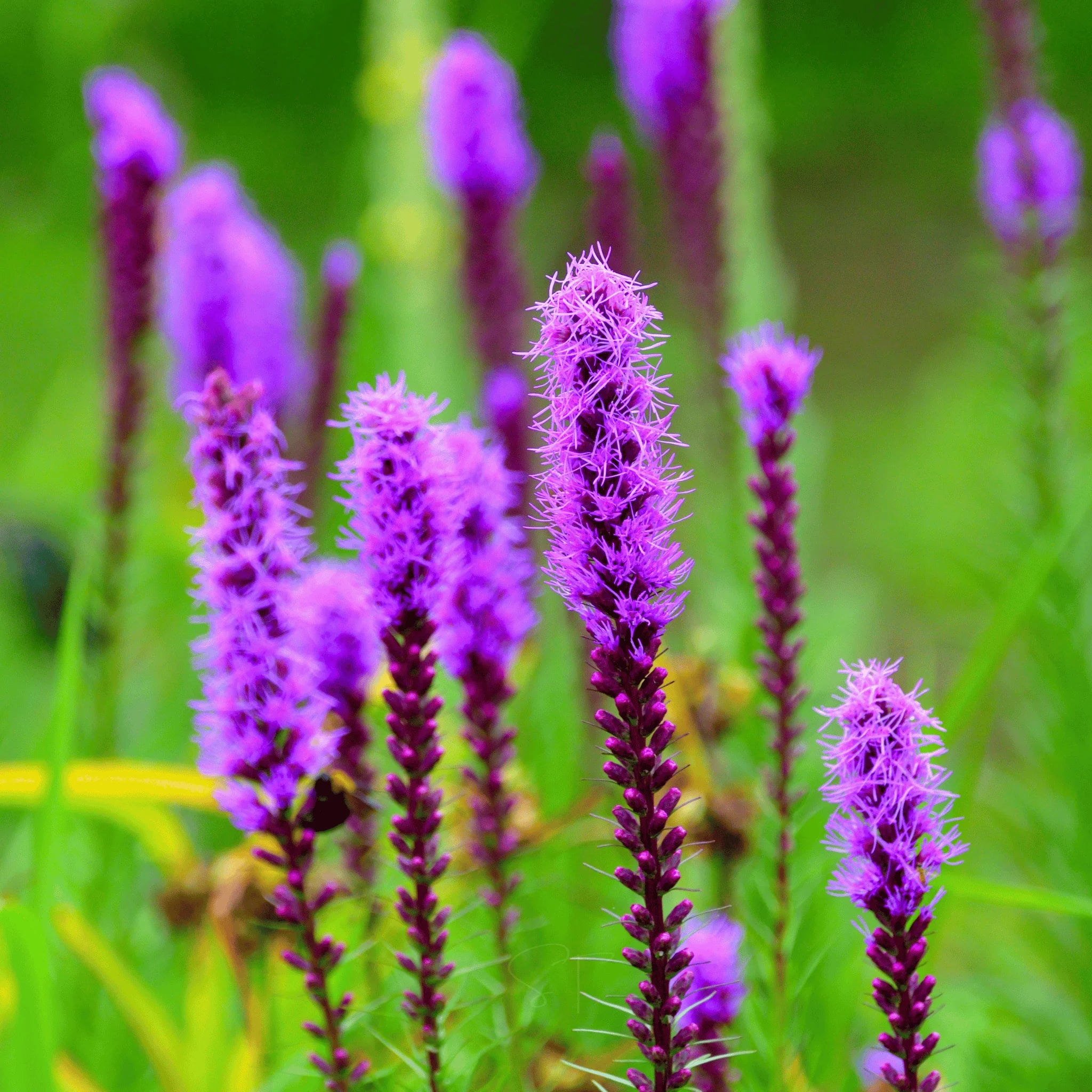 Prairie Blazing Star – 50 Seeds